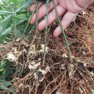 云南滇黄精两年苗，老虎姜，黄精，红花滇黄精