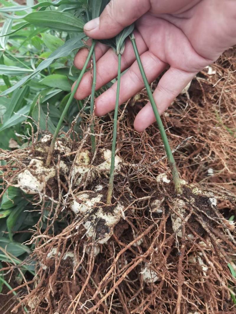 云南滇黄精两年苗，老虎姜，黄精，红花滇黄精