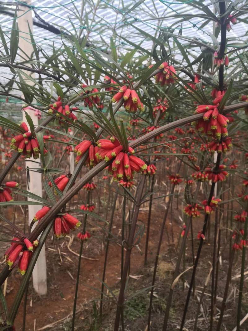 云南滇黄精两年苗，老虎姜，黄精，红花滇黄精