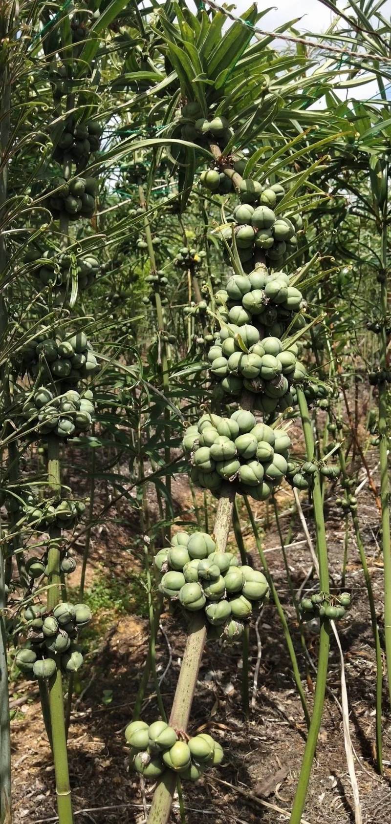 云南滇黄精两年苗，老虎姜，黄精，红花滇黄精