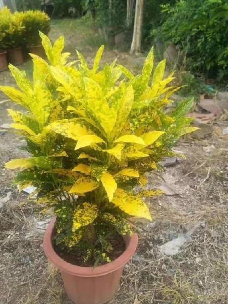 洒金木盆栽洒金榕花卉植物室内阳台室外七彩变叶木绿植变色木