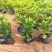 洒金木盆栽洒金榕花卉植物室内阳台室外七彩变叶木绿植变色木