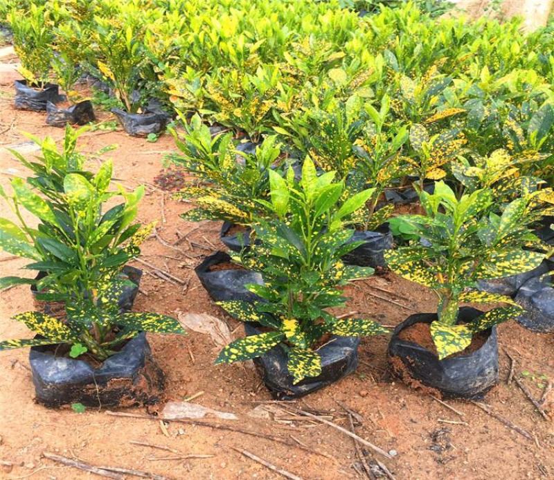 洒金木盆栽洒金榕花卉植物室内阳台室外七彩变叶木绿植变色木