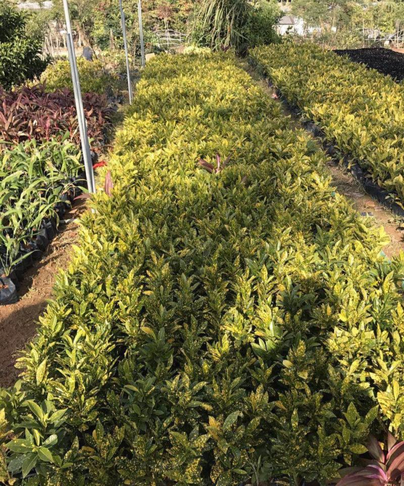 洒金木盆栽洒金榕花卉植物室内阳台室外七彩变叶木绿植变色木