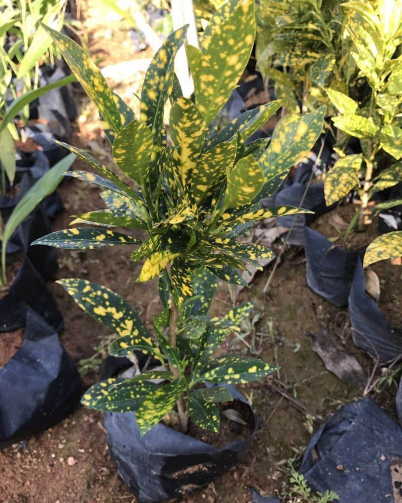 洒金木盆栽洒金榕花卉植物室内阳台室外七彩变叶木绿植变色木