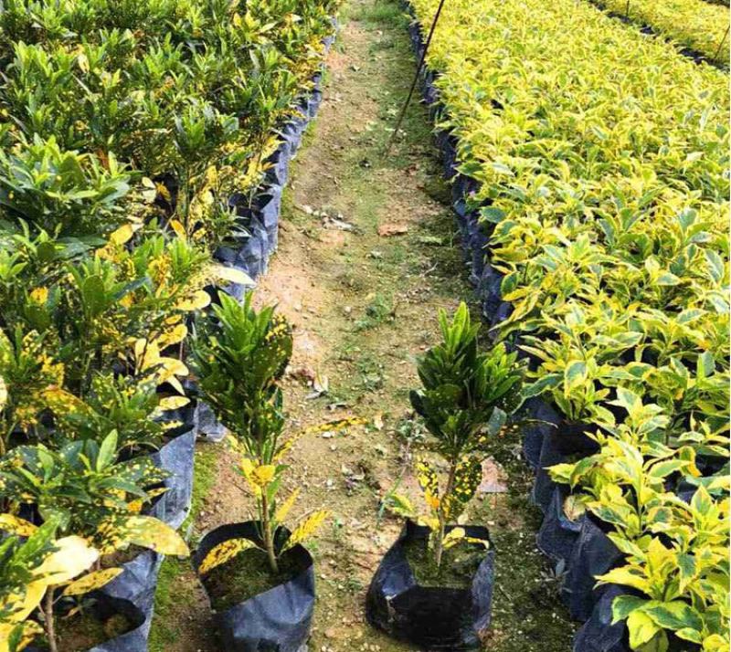 洒金木盆栽洒金榕花卉植物室内阳台室外七彩变叶木绿植变色木
