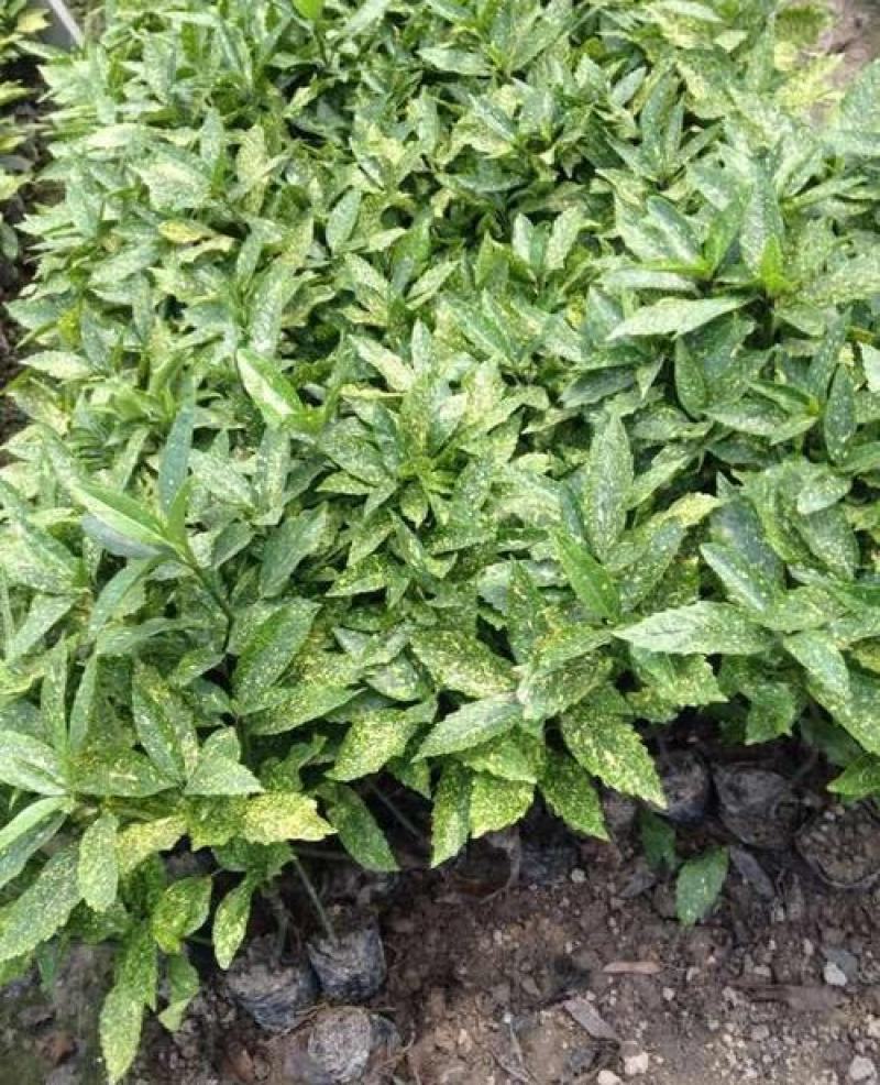 洒金木盆栽洒金榕花卉植物室内阳台室外七彩变叶木绿植变色木