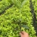 洒金木盆栽洒金榕花卉植物室内阳台室外七彩变叶木绿植变色木