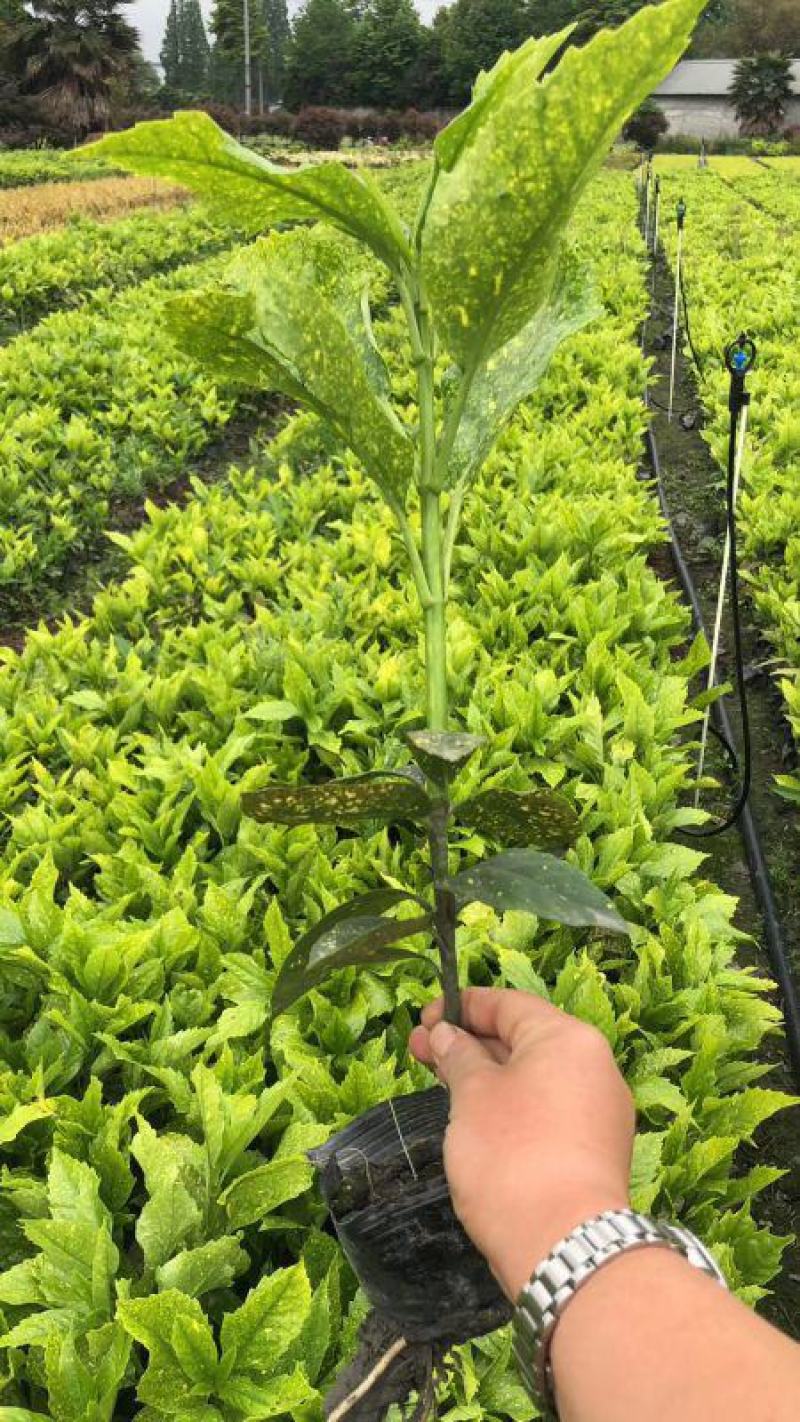 洒金木盆栽洒金榕花卉植物室内阳台室外七彩变叶木绿植变色木