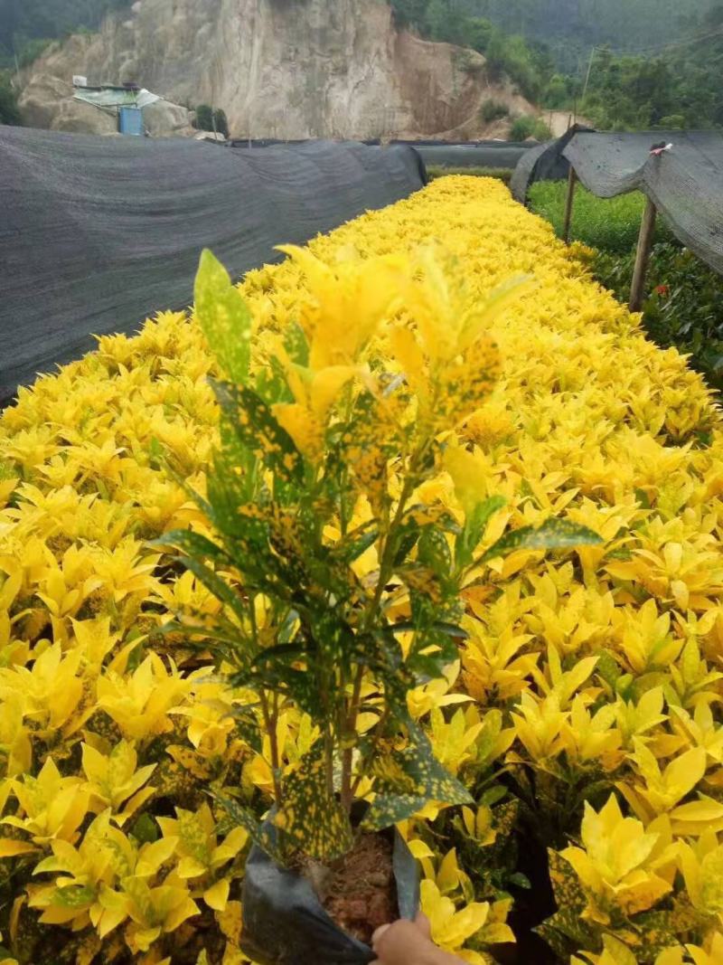 洒金木盆栽洒金榕花卉植物室内阳台室外七彩变叶木绿植变色木