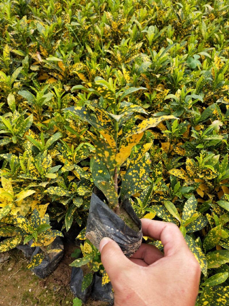 洒金木盆栽洒金榕花卉植物室内阳台室外七彩变叶木绿植变色木