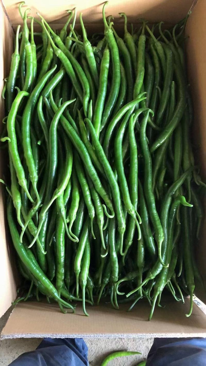 新苗线椒