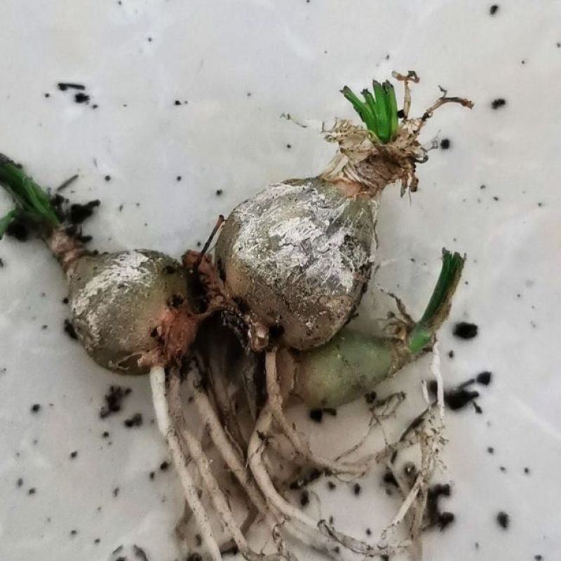 小苍角殿哨兵花球茎多肉植物开花特有奶油香味香水兰百合科肉