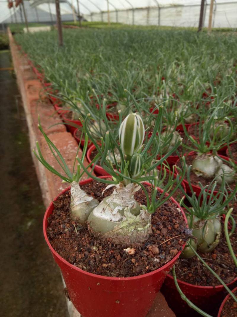 小苍角殿哨兵花球茎多肉植物开花特有奶油香味香水兰百合科肉