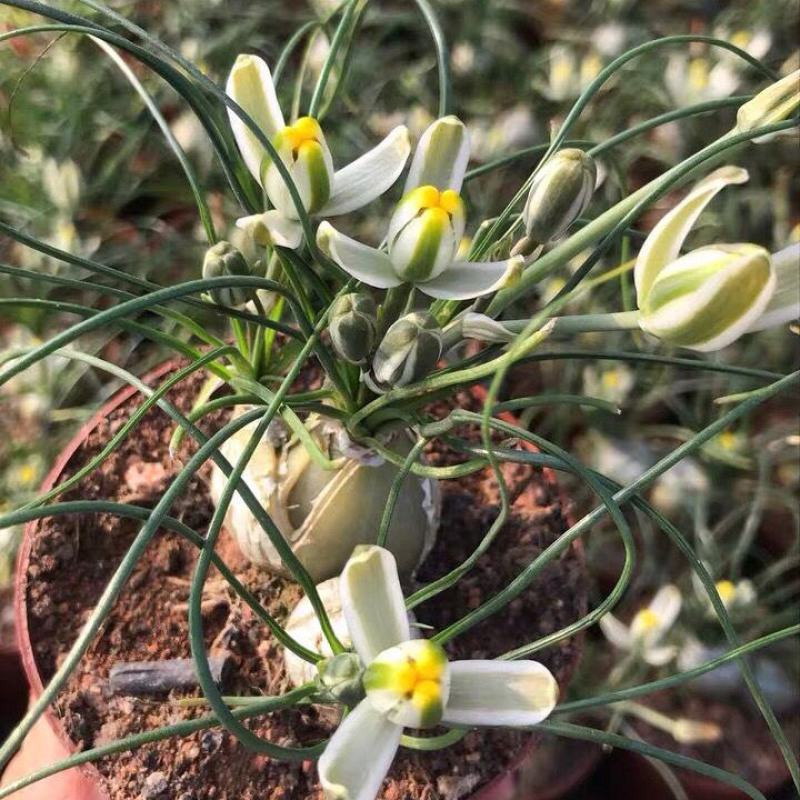 小苍角殿哨兵花球茎多肉植物开花特有奶油香味香水兰百合科肉