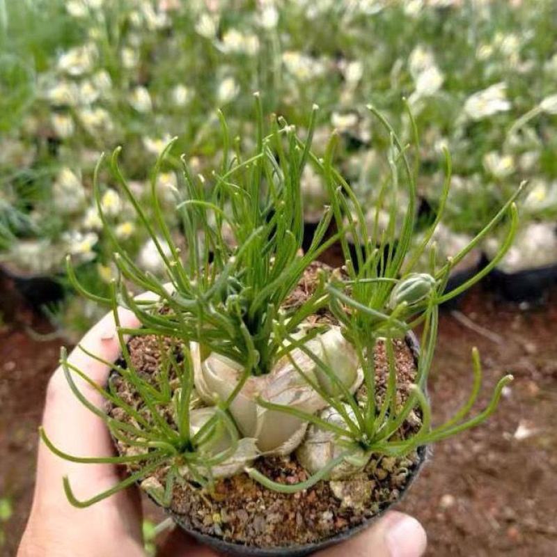 小苍角殿哨兵花球茎多肉植物开花特有奶油香味香水兰百合科肉