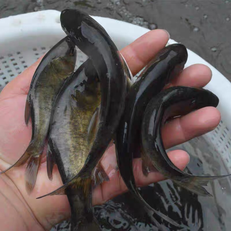 花鲢鱼生态养殖水花养成2-3厘米
