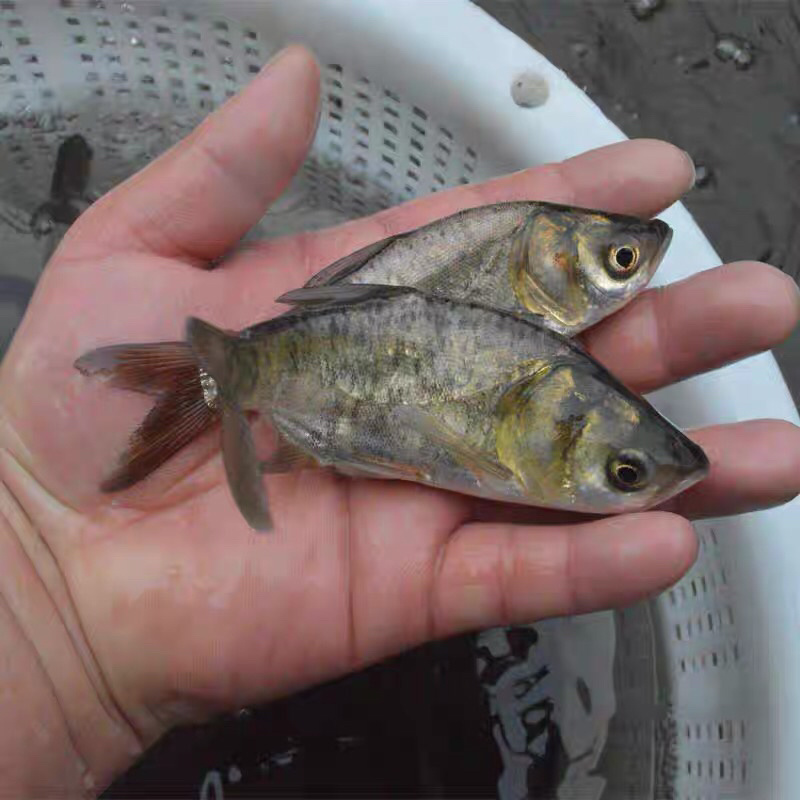 花鲢鱼生态养殖水花养成2-3厘米