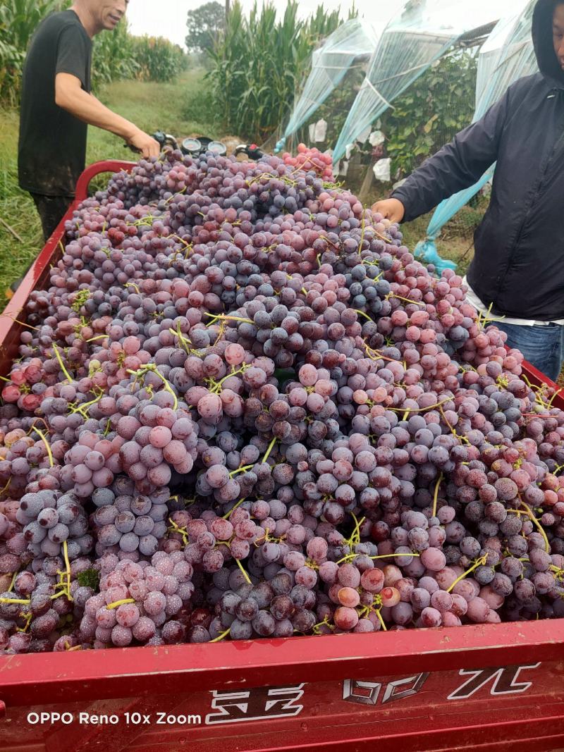 【精品】渭南蒲城红提葡萄，颜色红果粉好，口感脆，大量上市中