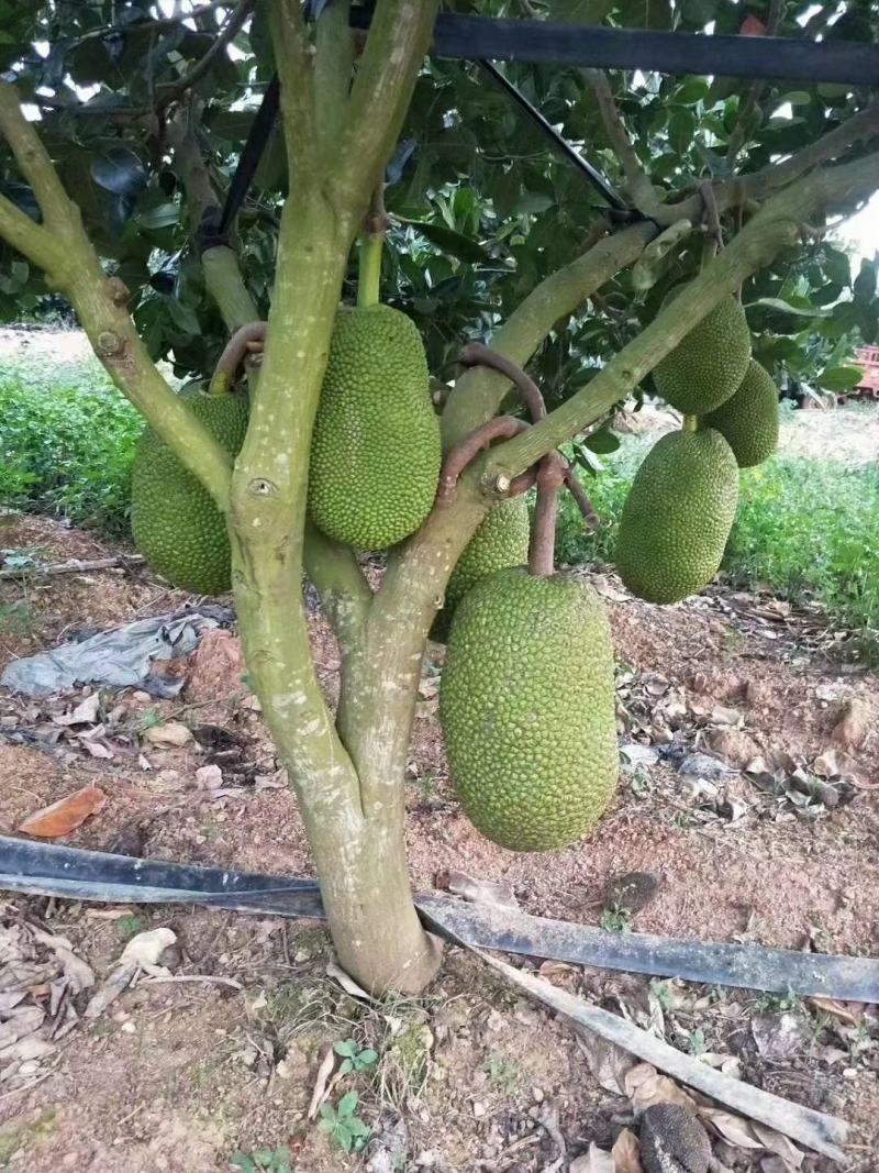 八号红肉菠萝蜜苗营养杯苗量大从优