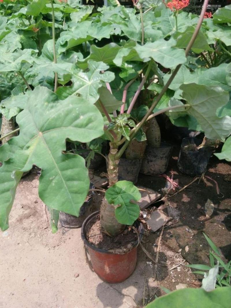 仙人掌佛肚海棠块根植物四季开花佛肚树多肉植物组合盆栽