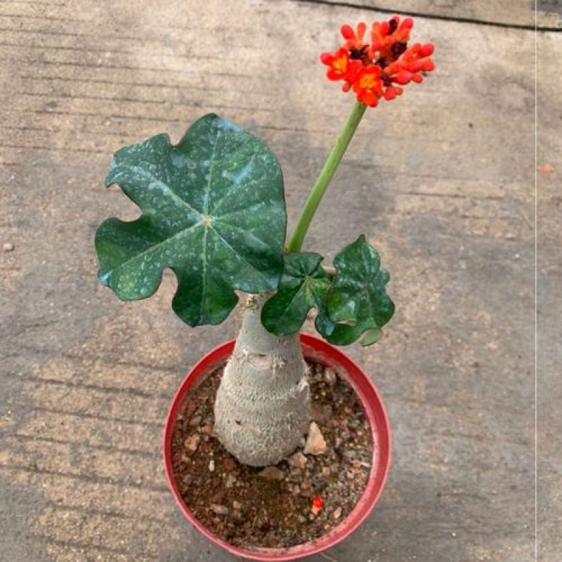 仙人掌佛肚海棠块根植物四季开花佛肚树多肉植物组合盆栽