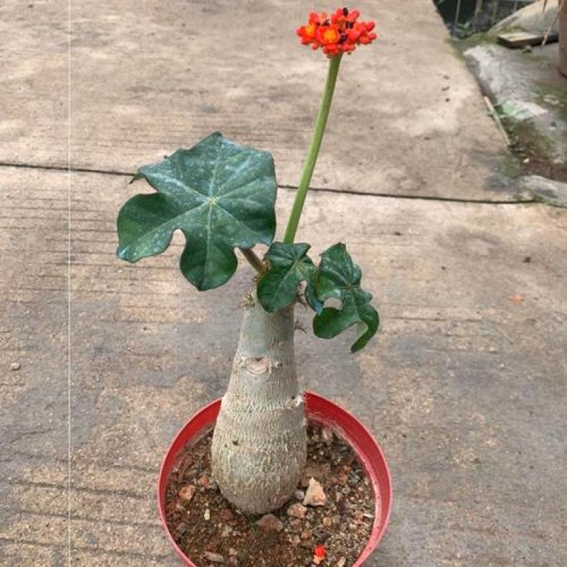 仙人掌佛肚海棠块根植物四季开花佛肚树多肉植物组合盆栽