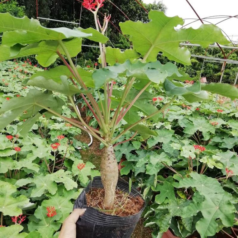 仙人掌佛肚海棠块根植物四季开花佛肚树多肉植物组合盆栽