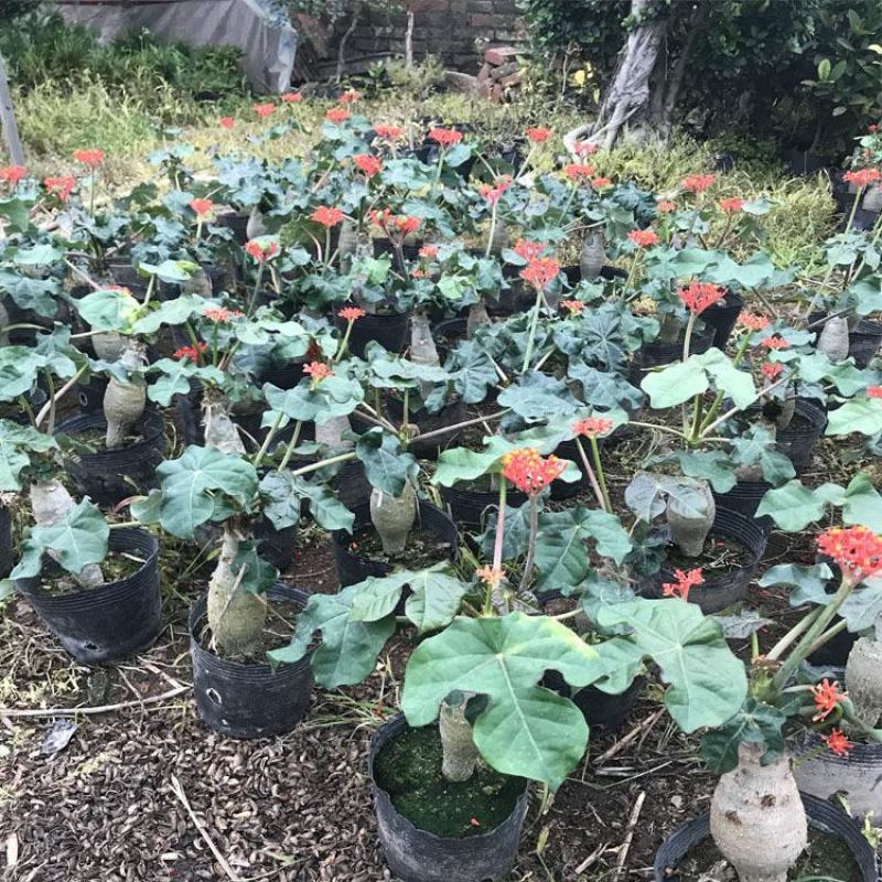 仙人掌佛肚海棠块根植物四季开花佛肚树多肉植物组合盆栽