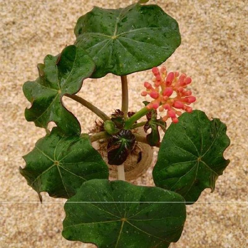 仙人掌佛肚海棠块根植物四季开花佛肚树多肉植物组合盆栽