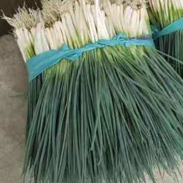四季小香葱