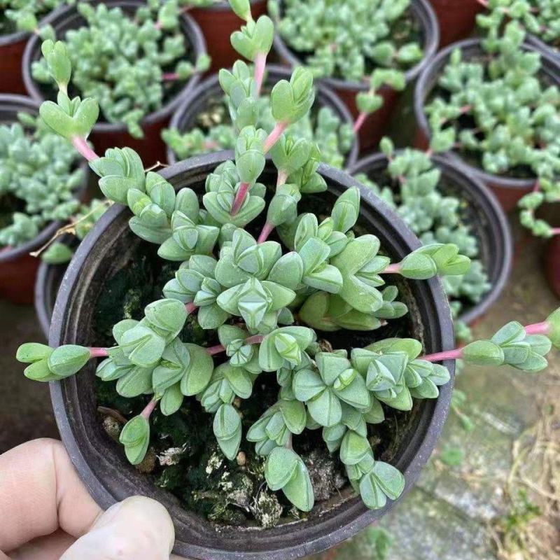 多肉植物碧玉莲开花群生多头爆盆办公室阳台创意盆栽花卉绿植