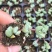 多肉植物碧玉莲开花群生多头爆盆办公室阳台创意盆栽花卉绿植