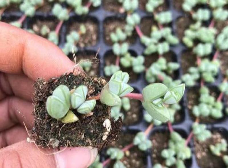 多肉植物碧玉莲开花群生多头爆盆办公室阳台创意盆栽花卉绿植