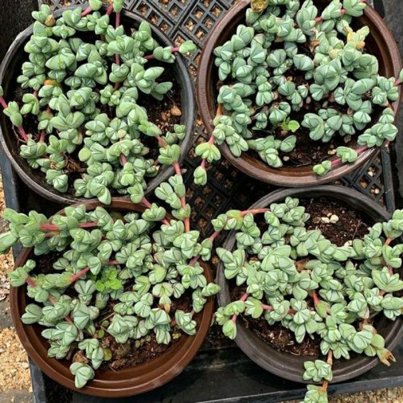 多肉植物碧玉莲开花群生多头爆盆办公室阳台创意盆栽花卉绿植