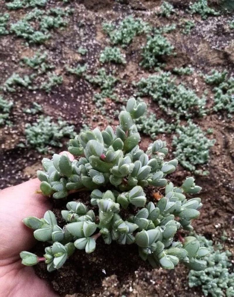 多肉植物碧玉莲开花群生多头爆盆办公室阳台创意盆栽花卉绿植