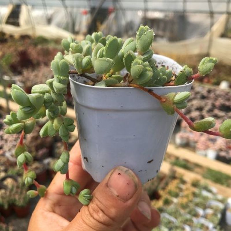 多肉植物碧玉莲开花群生多头爆盆办公室阳台创意盆栽花卉绿植
