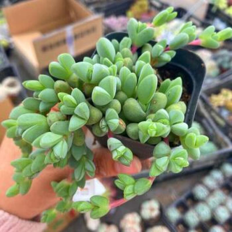 多肉植物碧玉莲开花群生多头爆盆办公室阳台创意盆栽花卉绿植