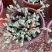 多肉植物碧玉莲开花群生多头爆盆办公室阳台创意盆栽花卉绿植
