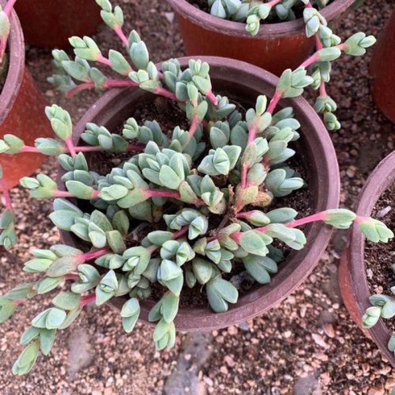 多肉植物碧玉莲开花群生多头爆盆办公室阳台创意盆栽花卉绿植