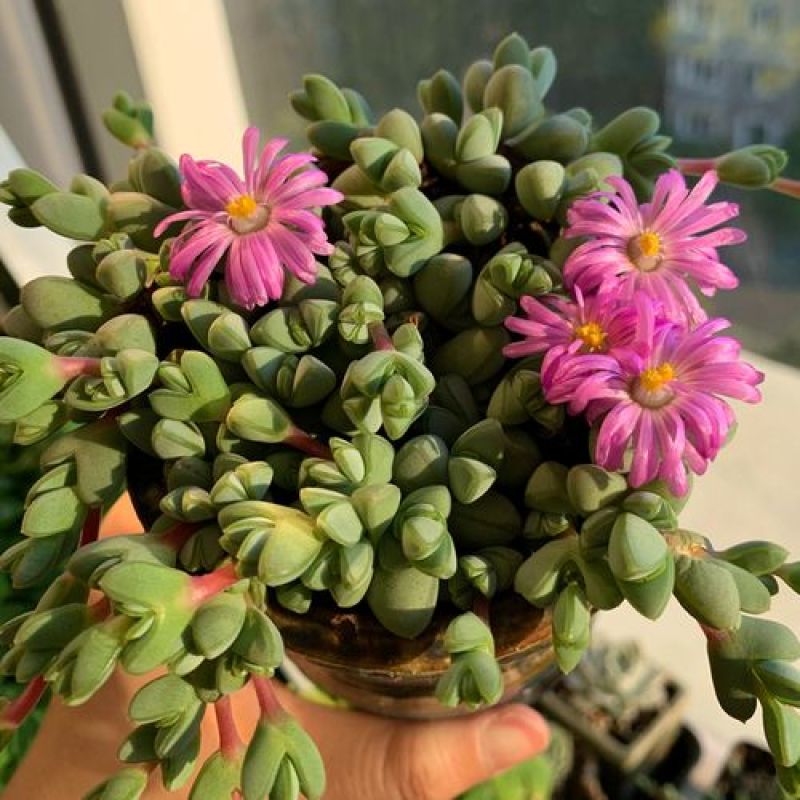 多肉植物碧玉莲开花群生多头爆盆办公室阳台创意盆栽花卉绿植