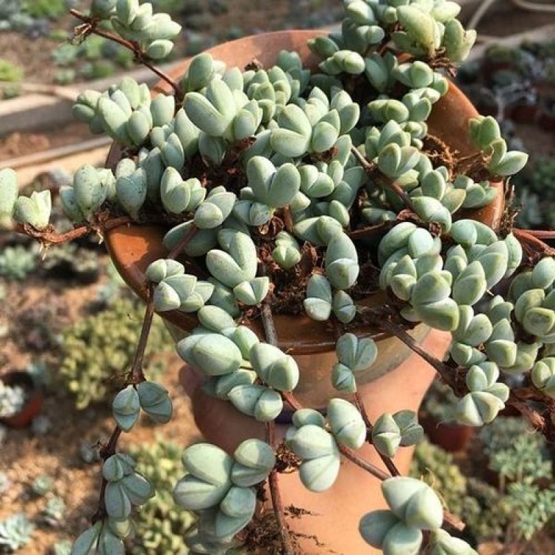 多肉植物碧玉莲开花群生多头爆盆办公室阳台创意盆栽花卉绿植