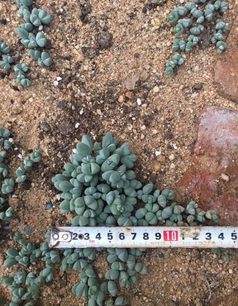 多肉植物碧玉莲开花群生多头爆盆办公室阳台创意盆栽花卉绿植