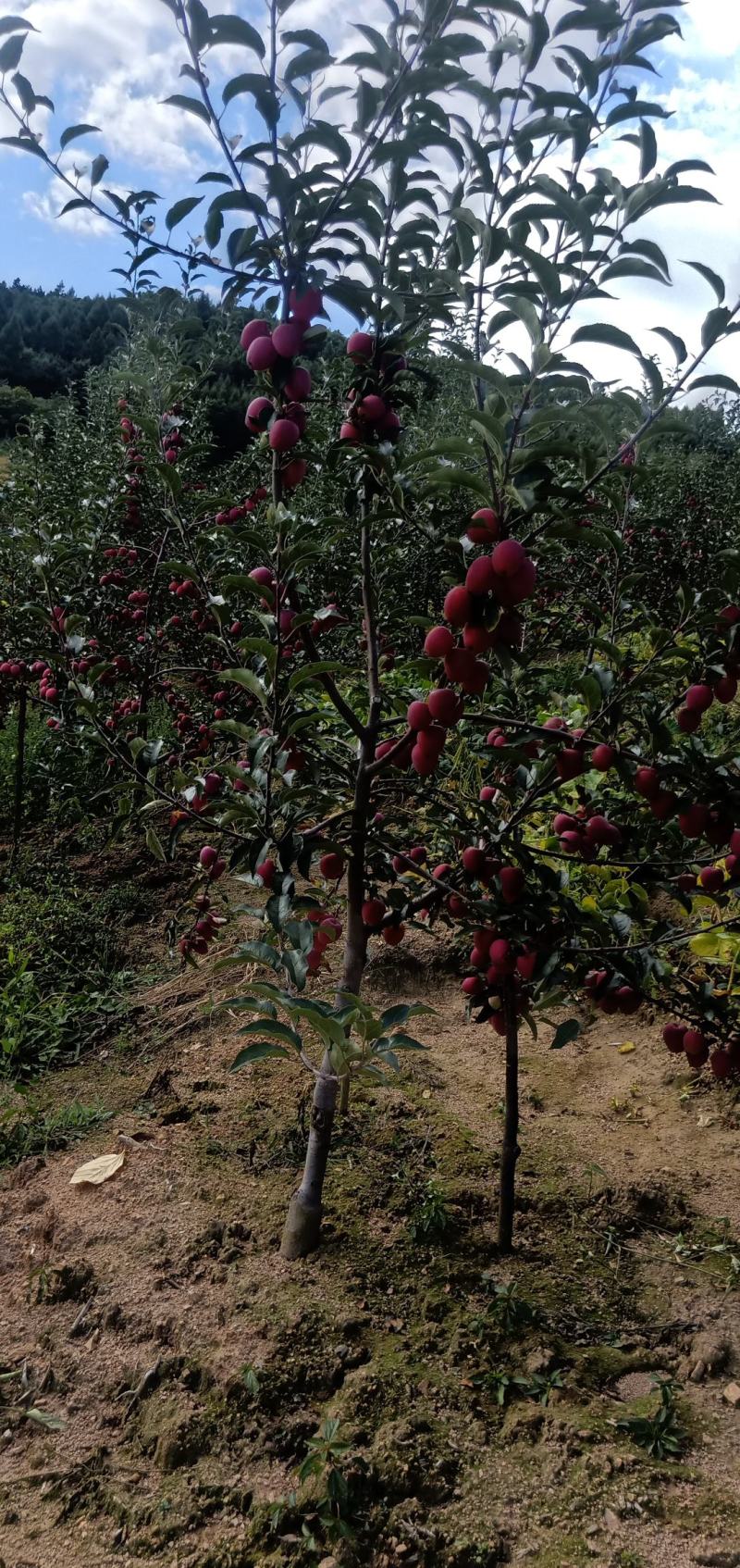 锦绣海棠果