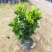 米兰花盆栽带花苞四季开花浓香型阳台带香味净化空气绿植驱蚊
