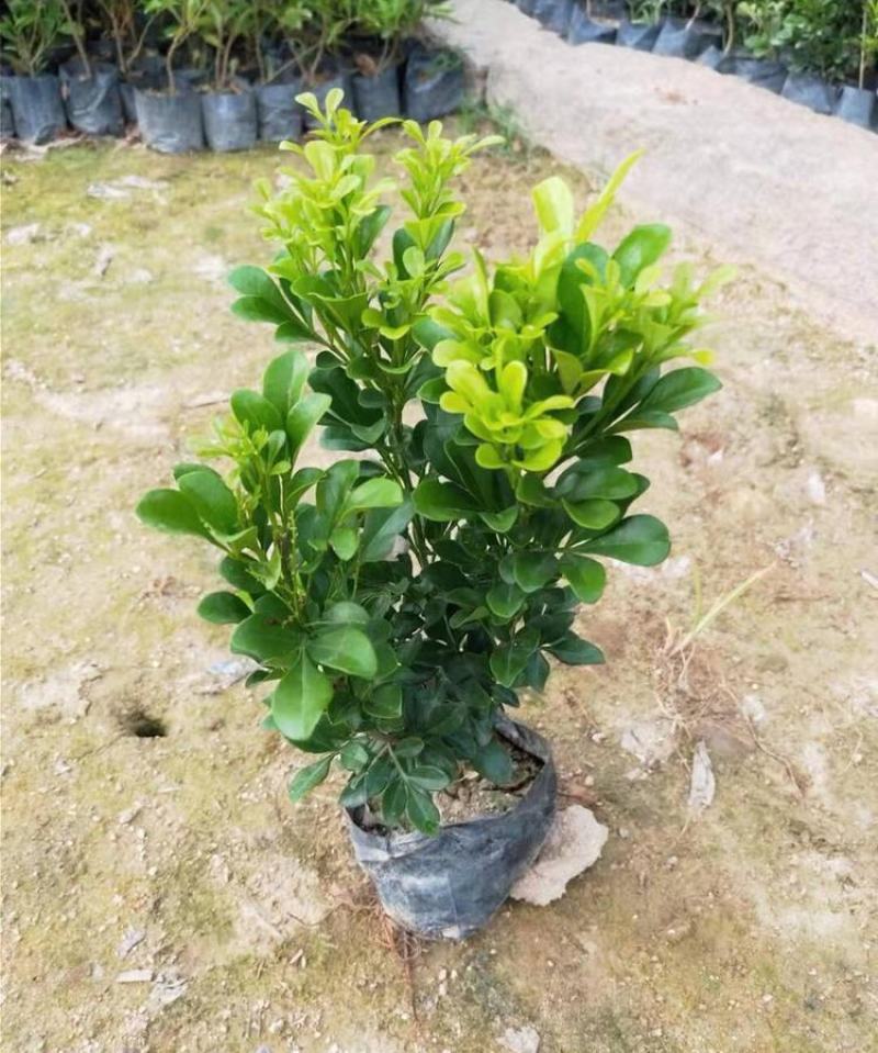 米兰花盆栽带花苞四季开花浓香型阳台带香味净化空气绿植驱蚊