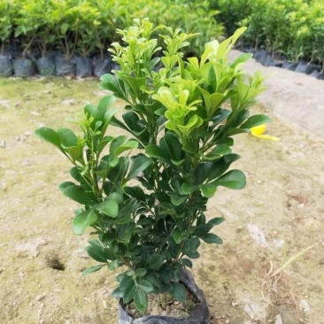 米兰花盆栽带花苞四季开花浓香型阳台带香味净化空气绿植驱蚊