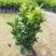 米兰花盆栽带花苞四季开花浓香型阳台带香味净化空气绿植驱蚊