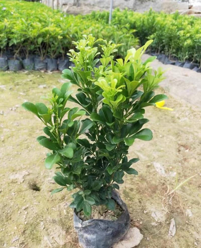 米兰花盆栽带花苞四季开花浓香型阳台带香味净化空气绿植驱蚊