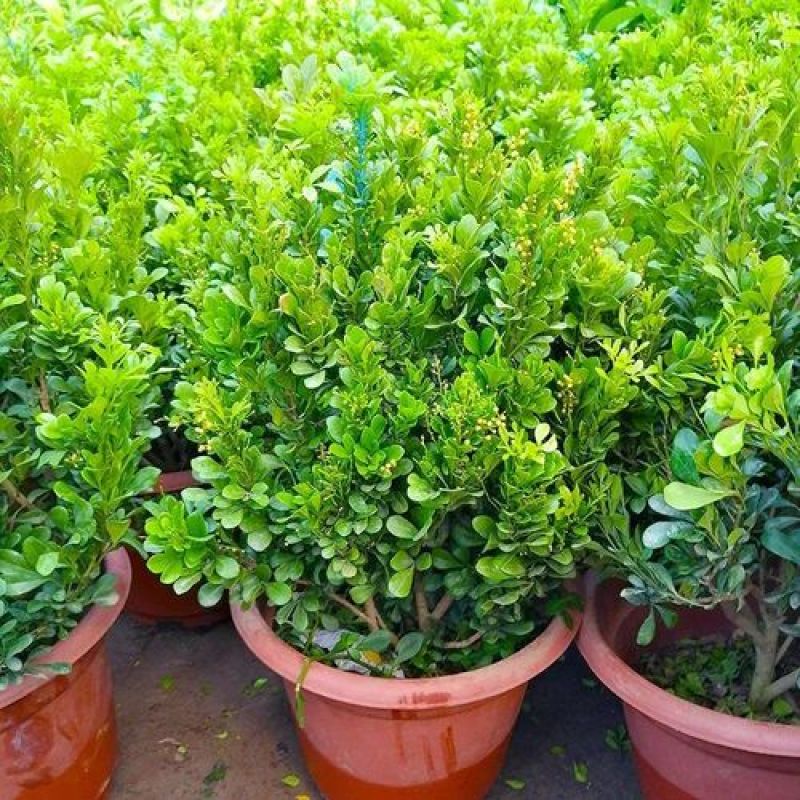 米兰花盆栽带花苞四季开花浓香型阳台带香味净化空气绿植驱蚊